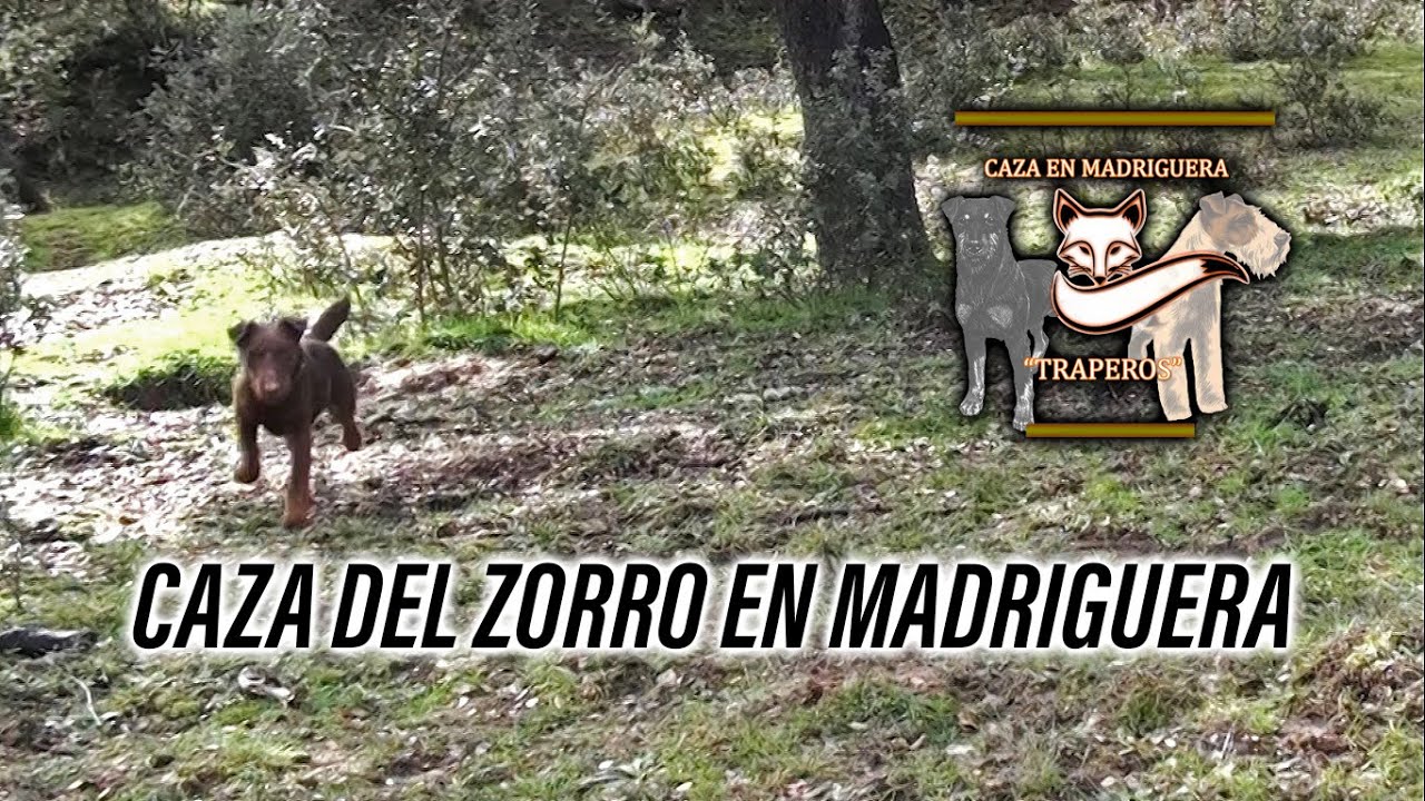 CAZA DEL ZORRO CON PERROS DE MADRIGUERA - &Uacute;ltimo reportaje de la temporada