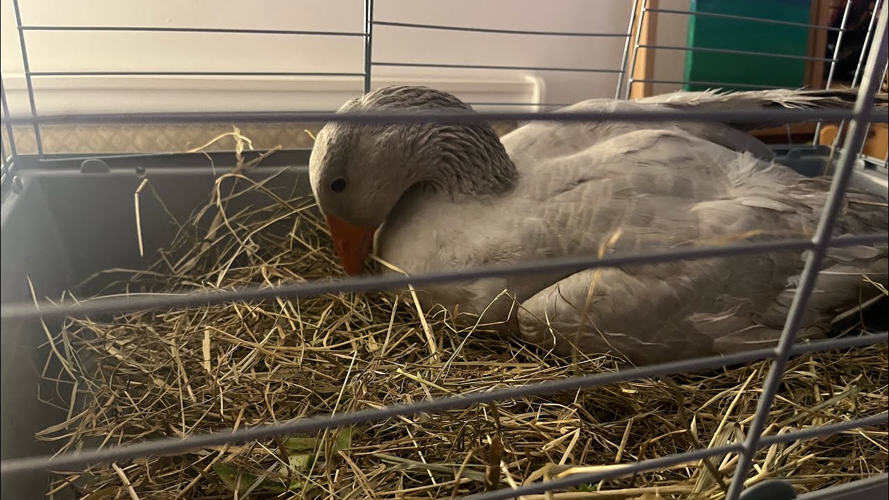 Raubtier-Besuch bei Hoffis Ranch😱😱 Bei uns klappt auch nicht alles😓