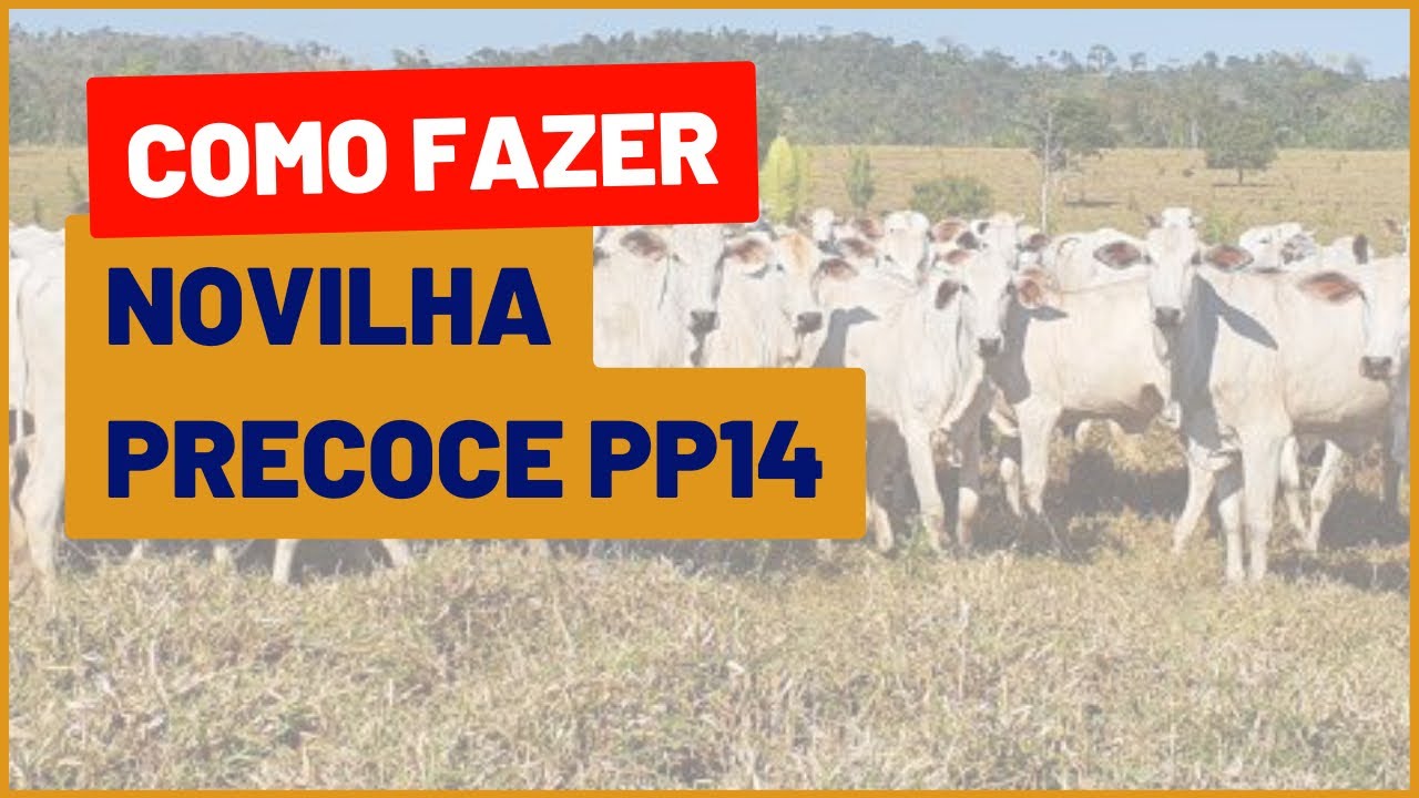 Como fazer NOVILHA PRECOCE PP14
