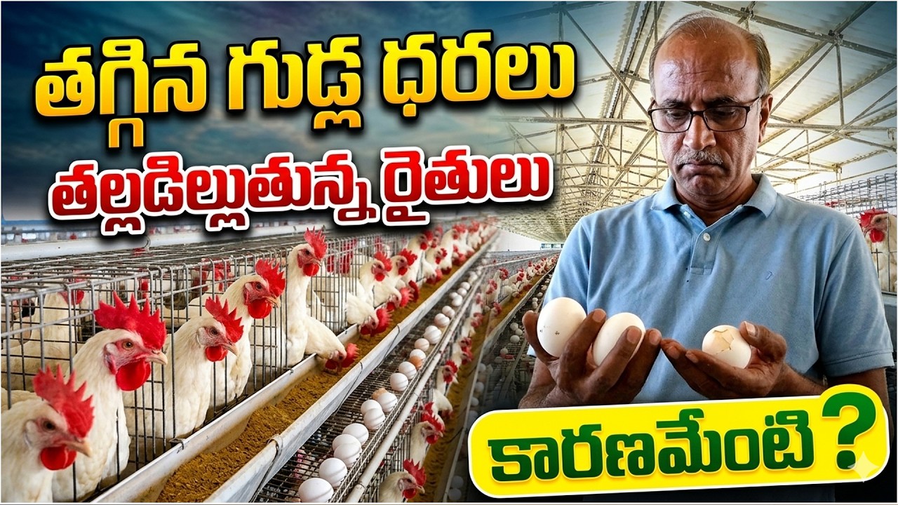 Egg Prices Crash in India | Effect on AP and Telangana Poultry farmers | Iran–Israel Tensions