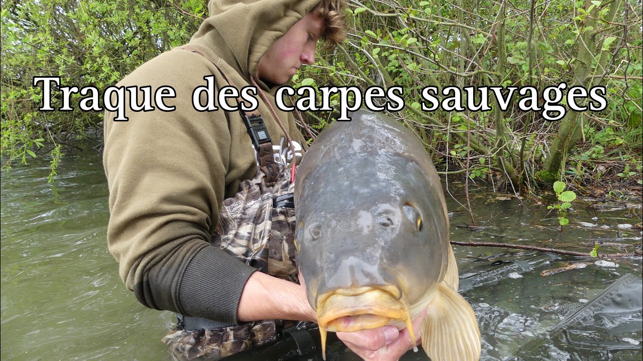 Traque des grosses carpes sauvages en étang