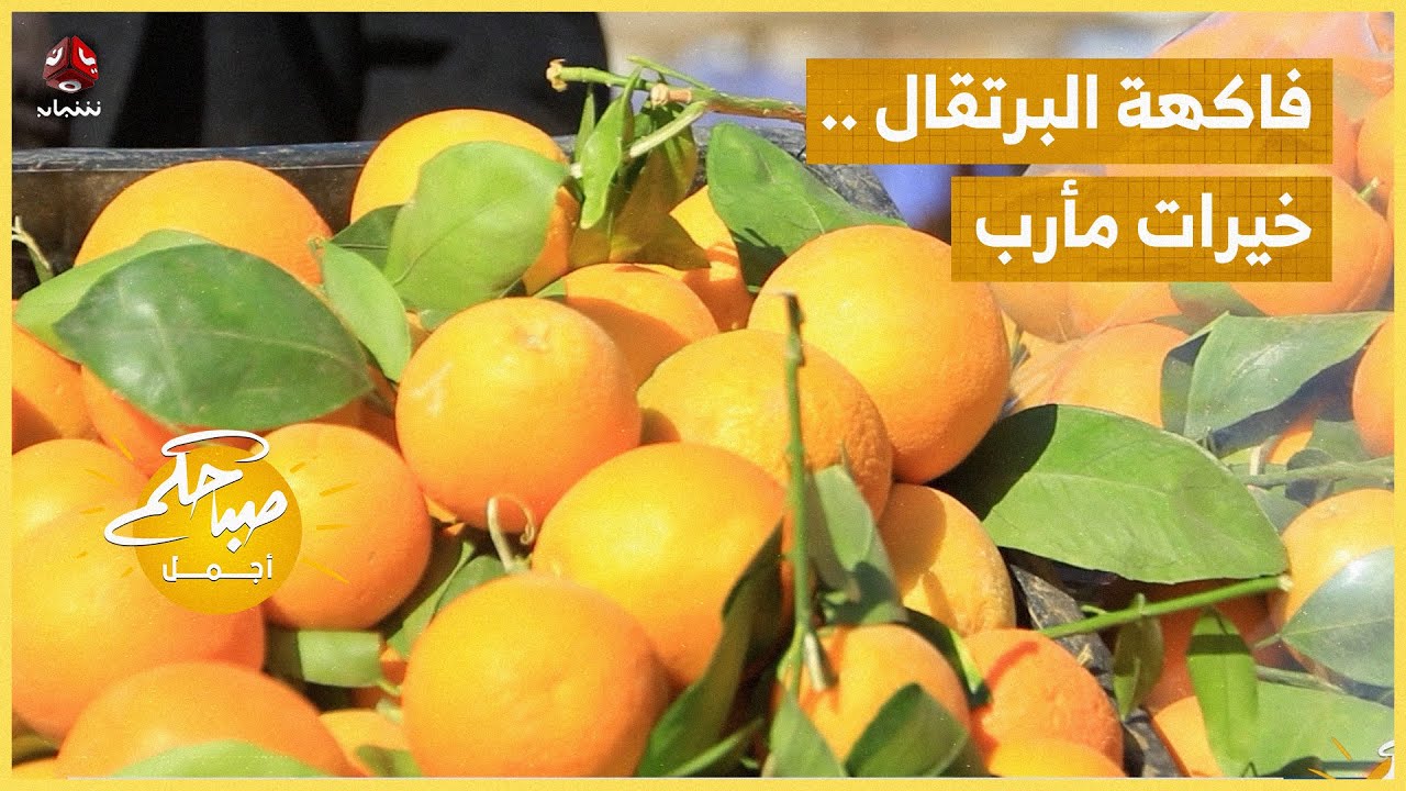 فاكهة البرتقال ..  خيرات مارب في متناول الجميع