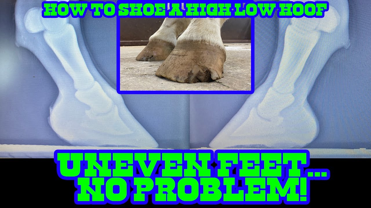 UNEVEN FEET? Shoeing a High-Low Set of Hooves