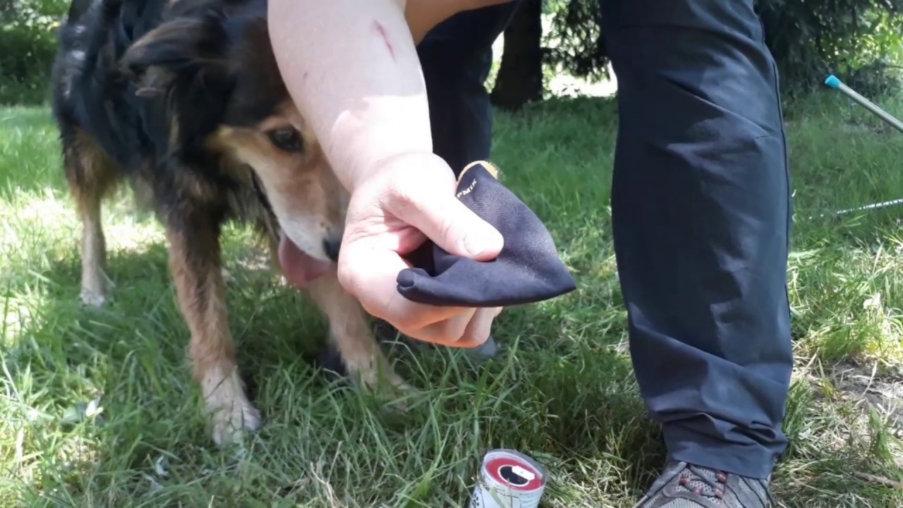 Les bottines pour chien, mode d'emploi par Acticani-shop.fr