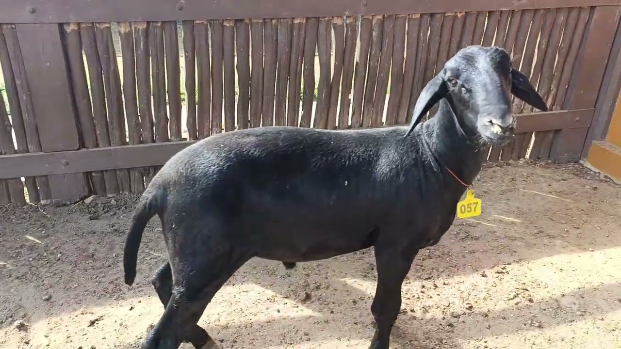 MAIS UM EXCELENTE BURREGO A VENDA 