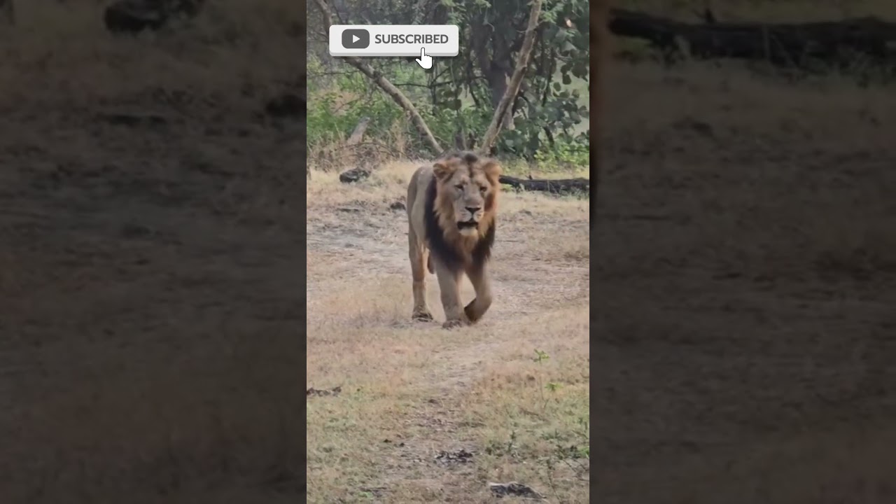 🦁Shocking Lion Encounter🦁