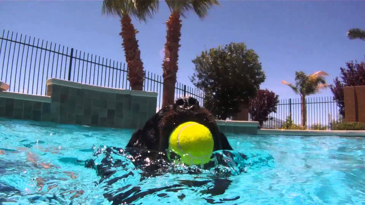 Dog Training: Rottweiler and Sheltie Go Swimming!
