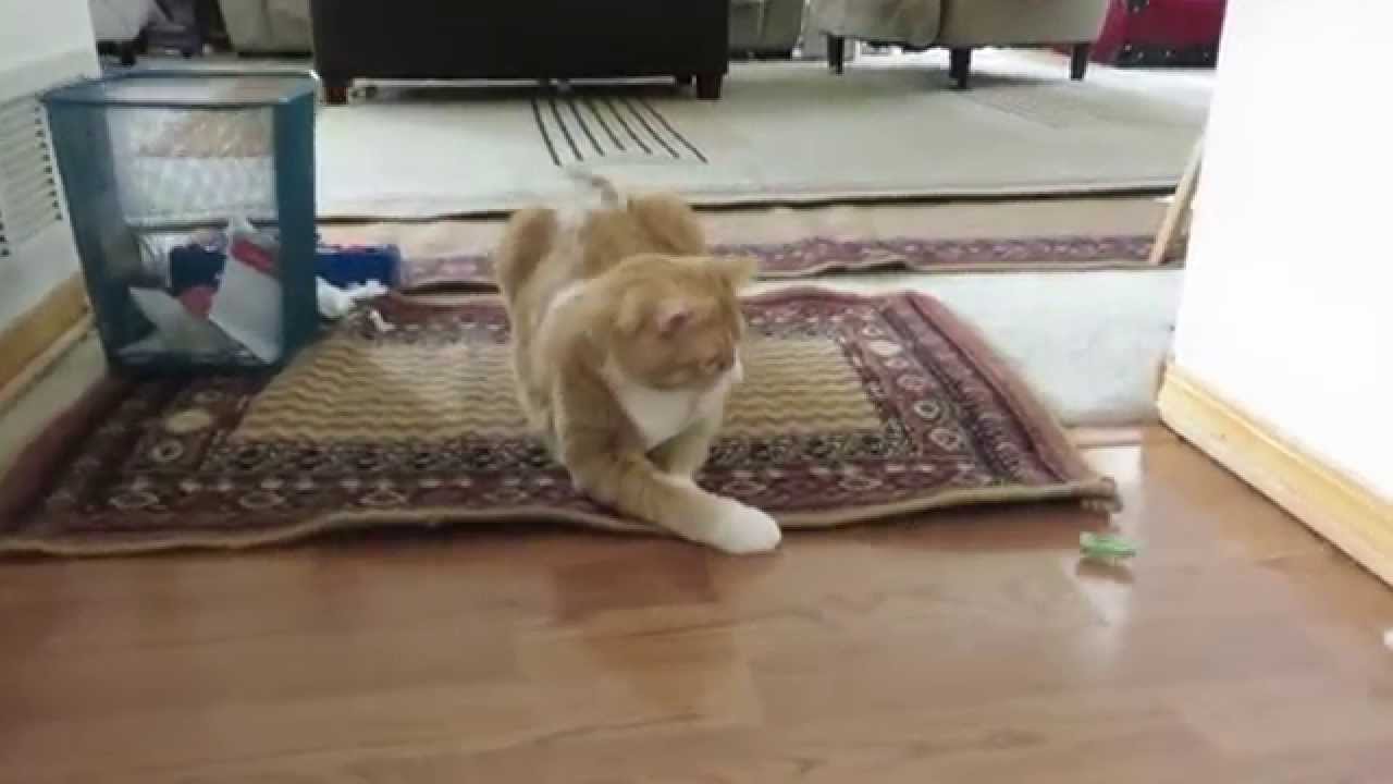 Our cute cat, Button, playing with a hexbug!