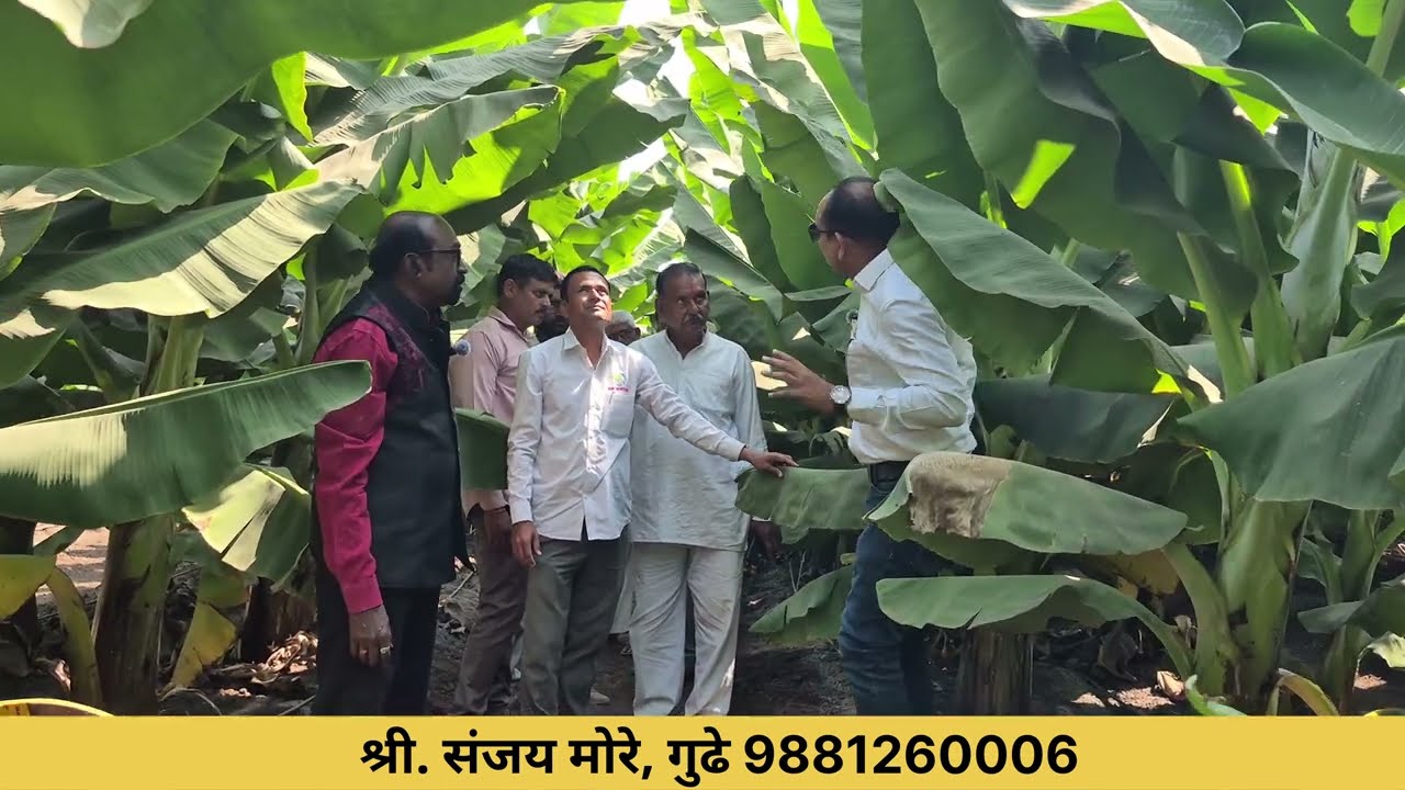  फक्त 1डोस आणि जीवामृत चा वापर केलेली पट्टा पद्धतीने केळी लागवड
