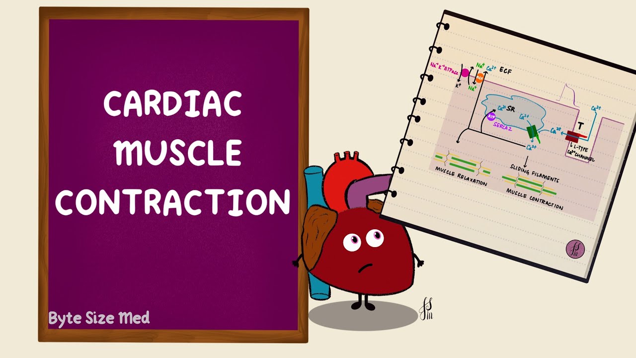 Cardiac Muscle Contraction | Excitation Contraction Coupling | Cardiac Physiology