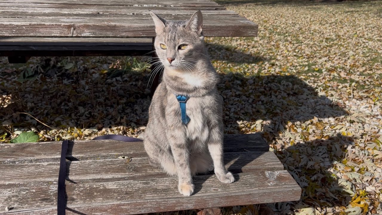 Koala walks and sniffs everything on a sunny November Thursday morning :) 