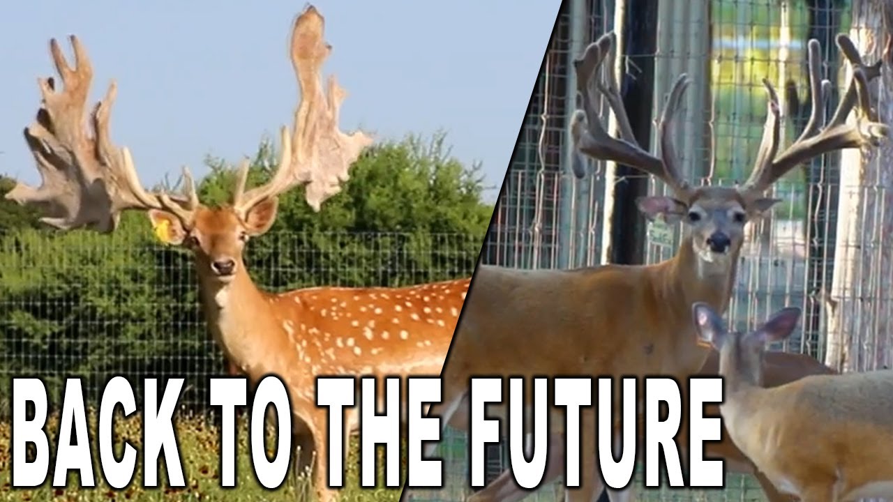 Stud Bucks at Keeper Ranch | Deer and Wildlife Stories