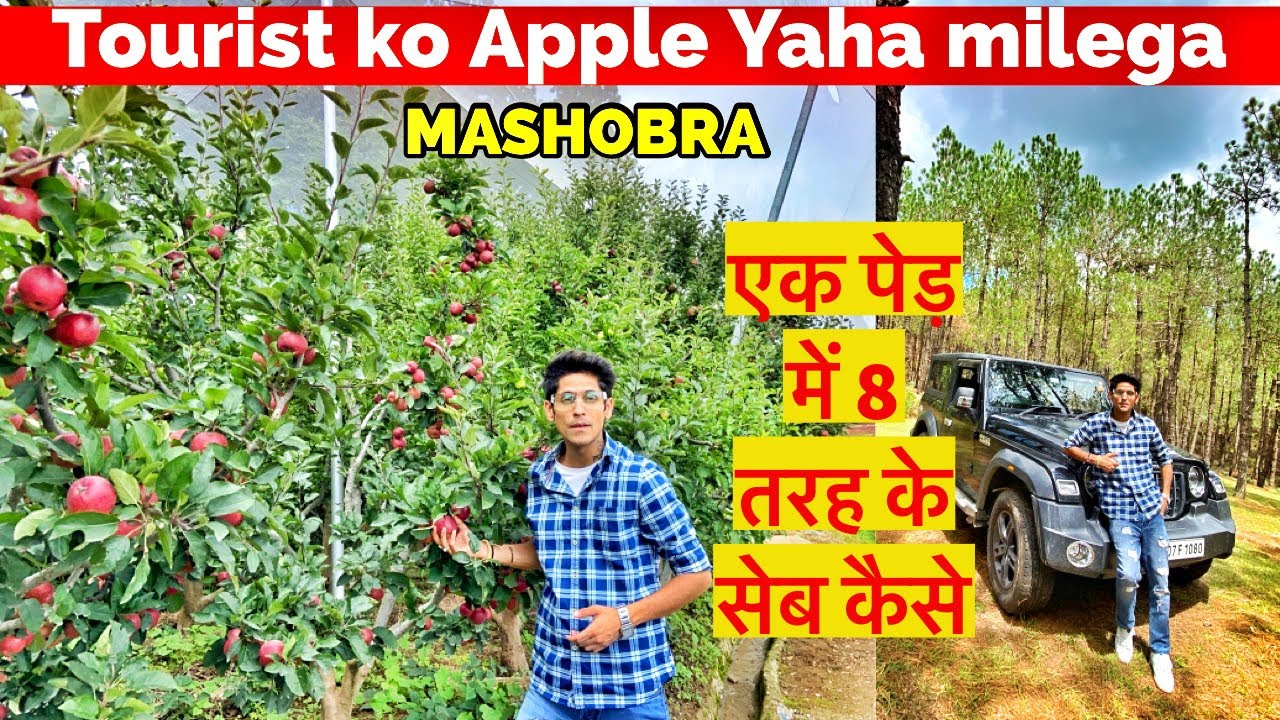 SHIMLA KE itna नज़दीक  सेब का बागीचा Apple Garden aur Thar mai offorading ka maza  mashobra naldehra