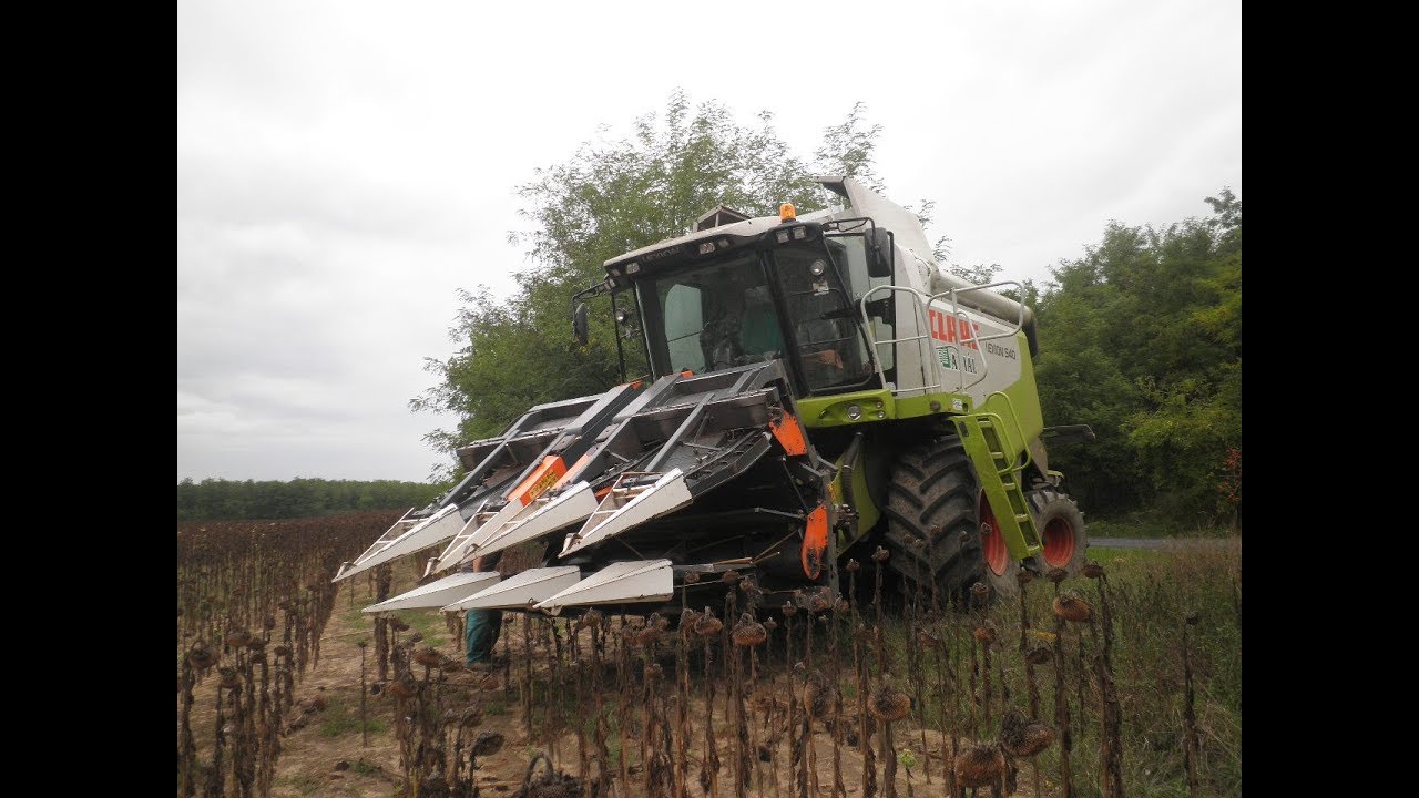 K.T.K. Kft. Napraforgó aratás 2013. Claas lexion 540 + Nas 676 CS