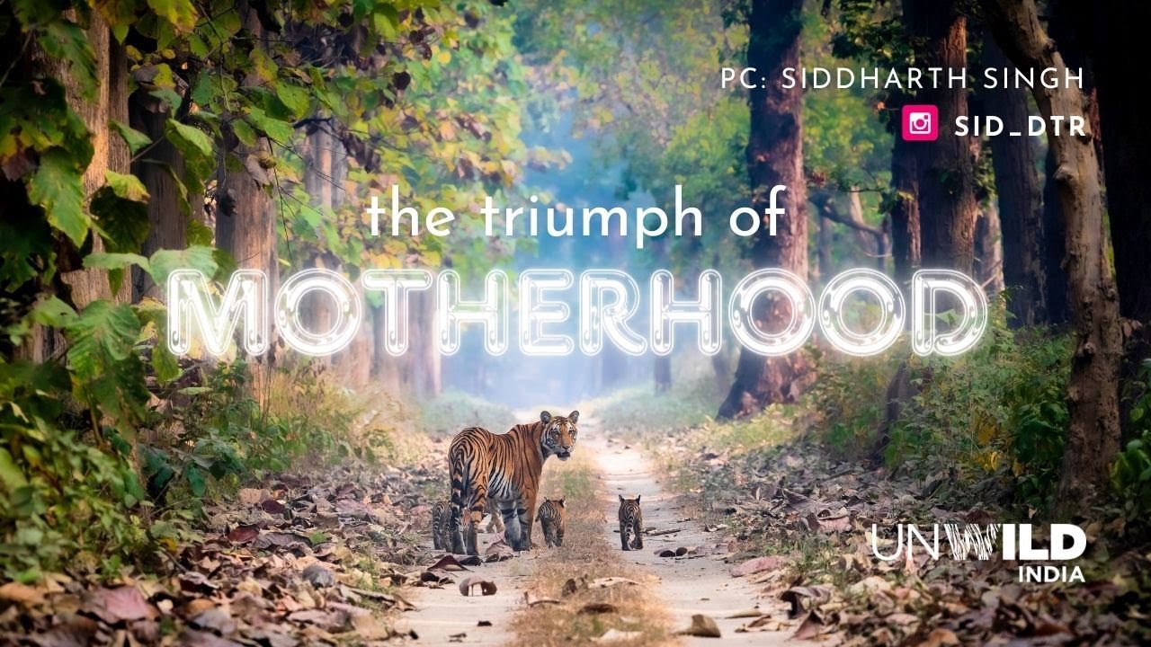 Королева Кишанпура | #дудхванациональный парк | Английский