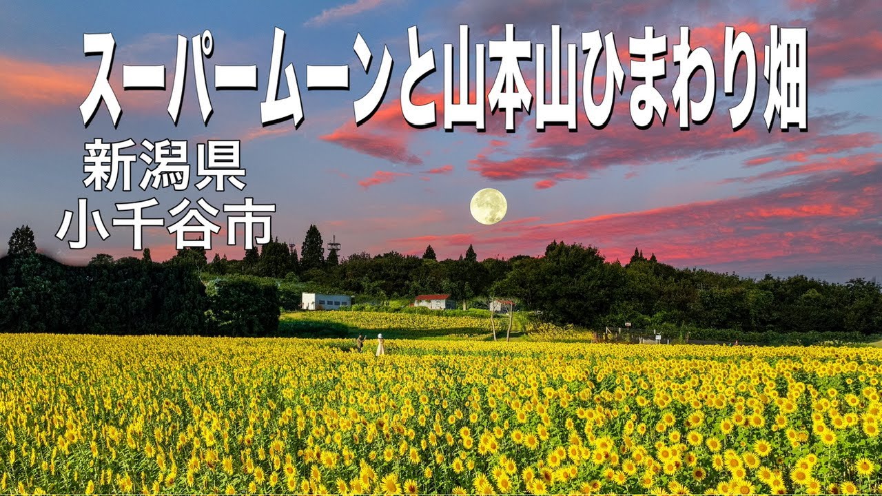 新潟県 【小千谷市 山本山ひまわり畑とスーパームーン】 ドローン男子空撮