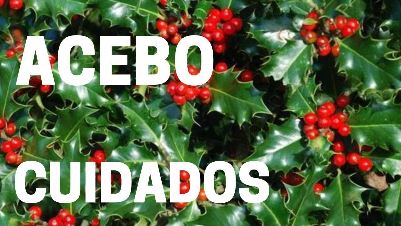 Planta ACEBO CUIDADOS☺️👉TODO sobre 🌿el arbusto de NAVIDAD🎄🔴👉 TIENES que verlo👌