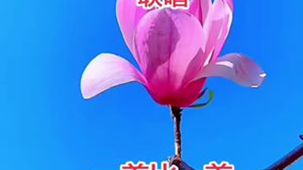 #爱生活爱养花  #花花草草🌸🌸