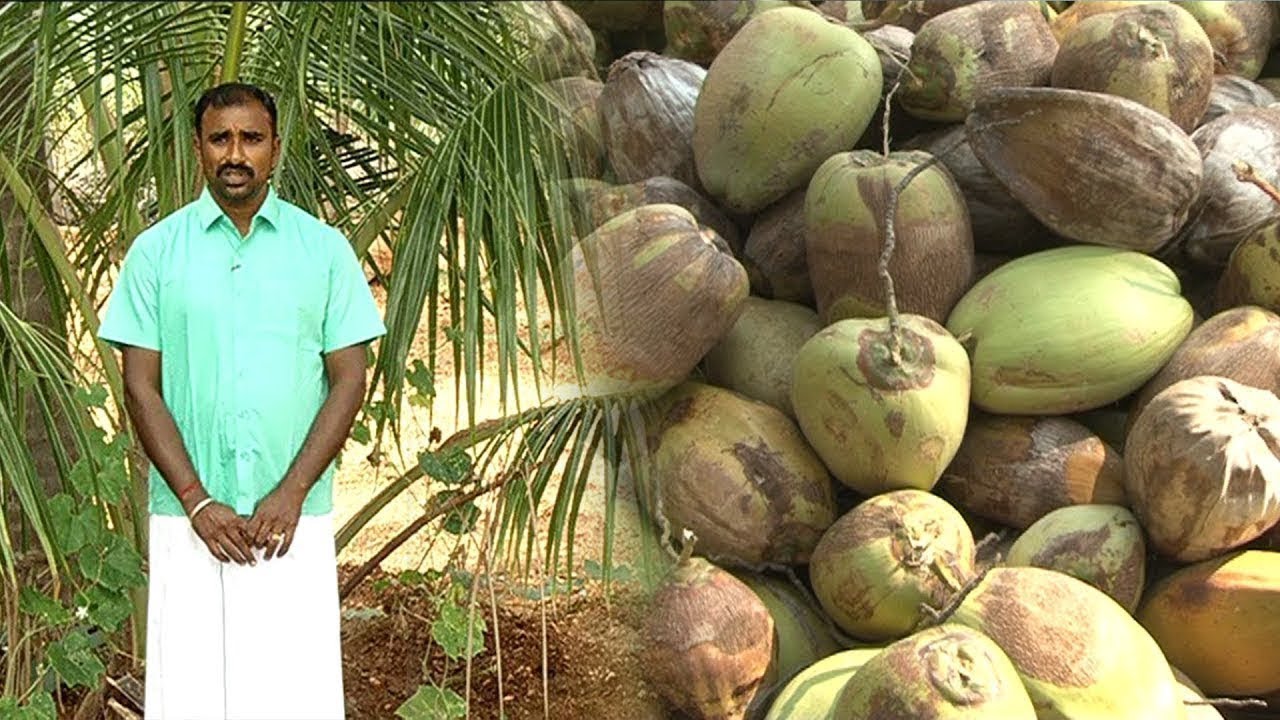 நல்ல வருமான தரும் தென்னை சாகுபடி | Malarum Bhoomi | Coconut Tree Harvest