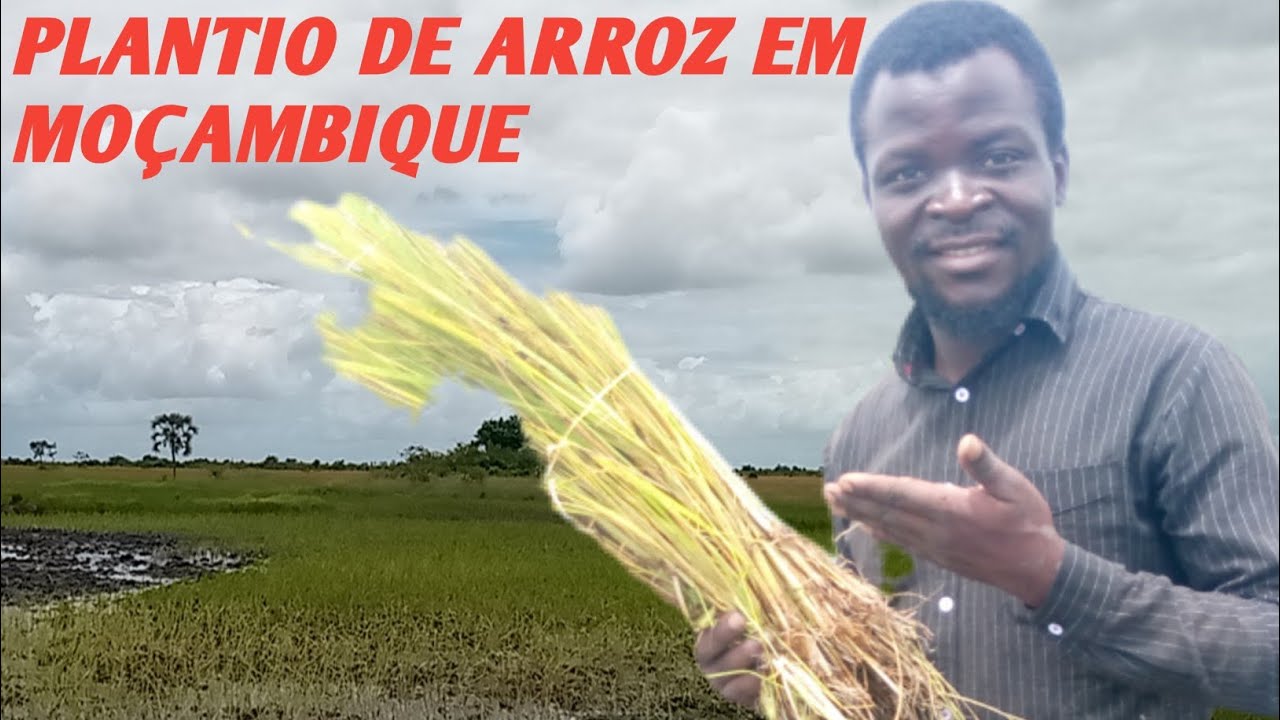 HOJE FUI A MACHAMBA,DA MINHA MÃE FAZER  PLANTIO DE ARROZ.🇲🇿