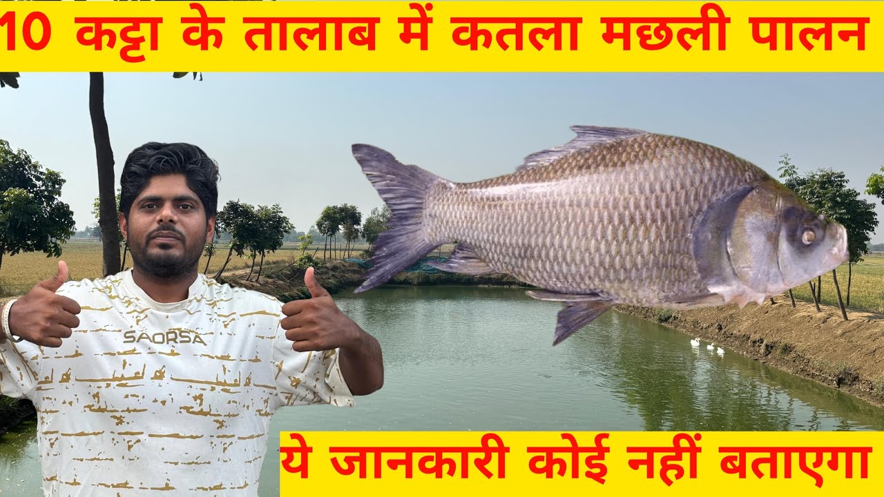 10 कट्टा के तालाब में कतला मछली पालन की सम्पूर्ण जानकारी || कतला मछलीपालन ||