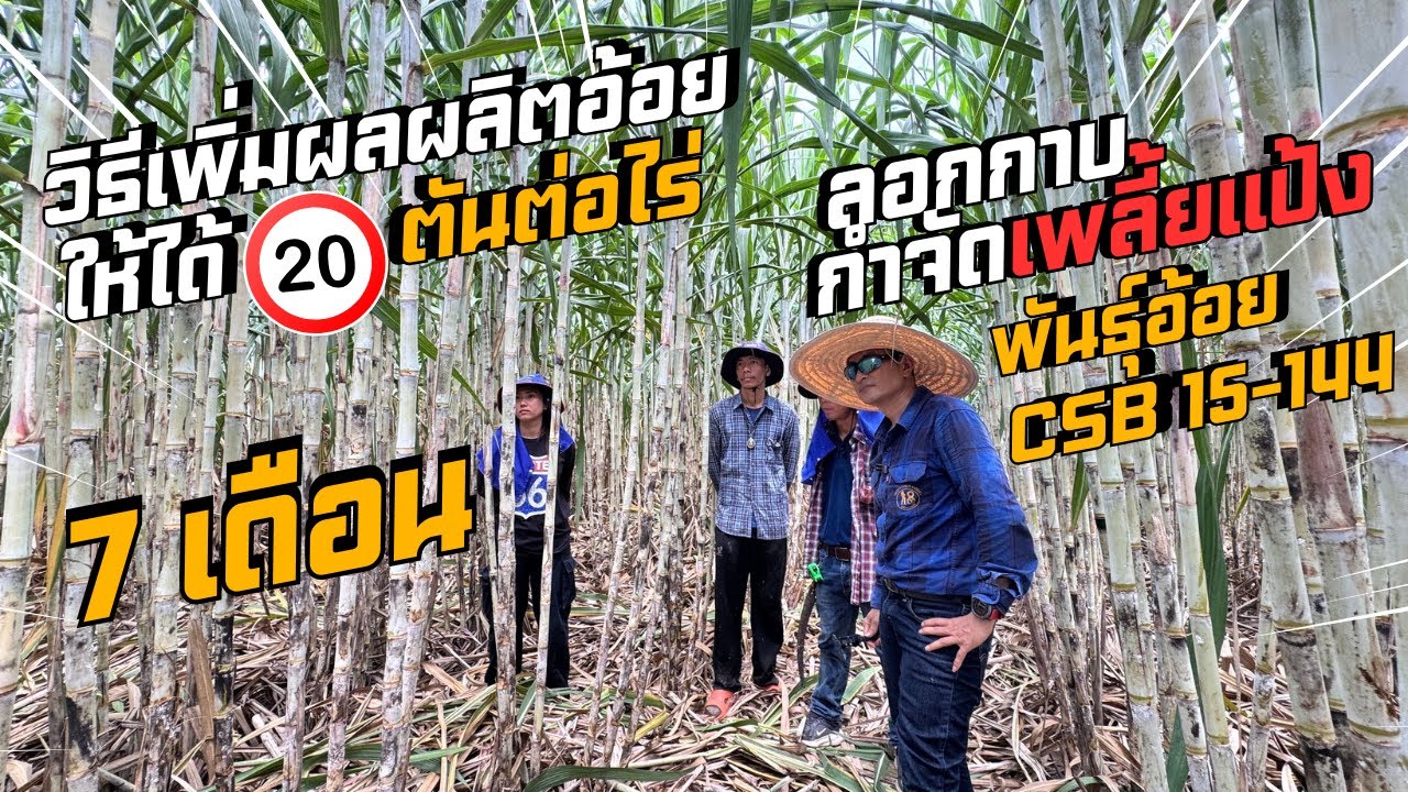 🔥วิธีเพิ่มผลผลิตอ้อย 20 ตัน/ไร่ อายุ 7เดือน ลอกกาบกำจัดเพลี้ยแป้ง พันธุ์CSB15-144 ใหญ่ |ผู้จัดการมัน