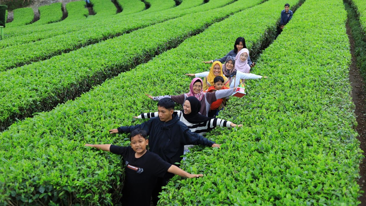 PANAMA TEA AT WONOSOBO CHARMING VIEW #indonesia #travel #views #nature #explore
