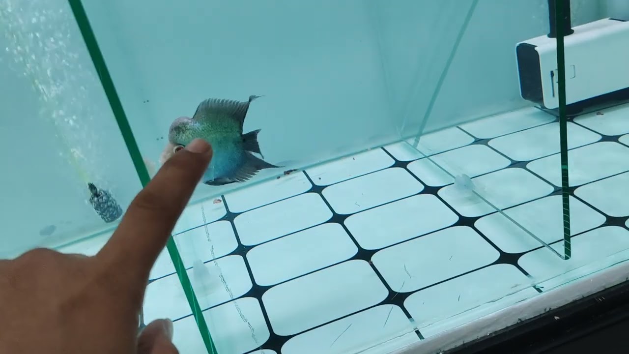 Proses mutasi dan pembesaran dari burayak 2-3 cm menjadi 8-9cm 🔥🔥🔥