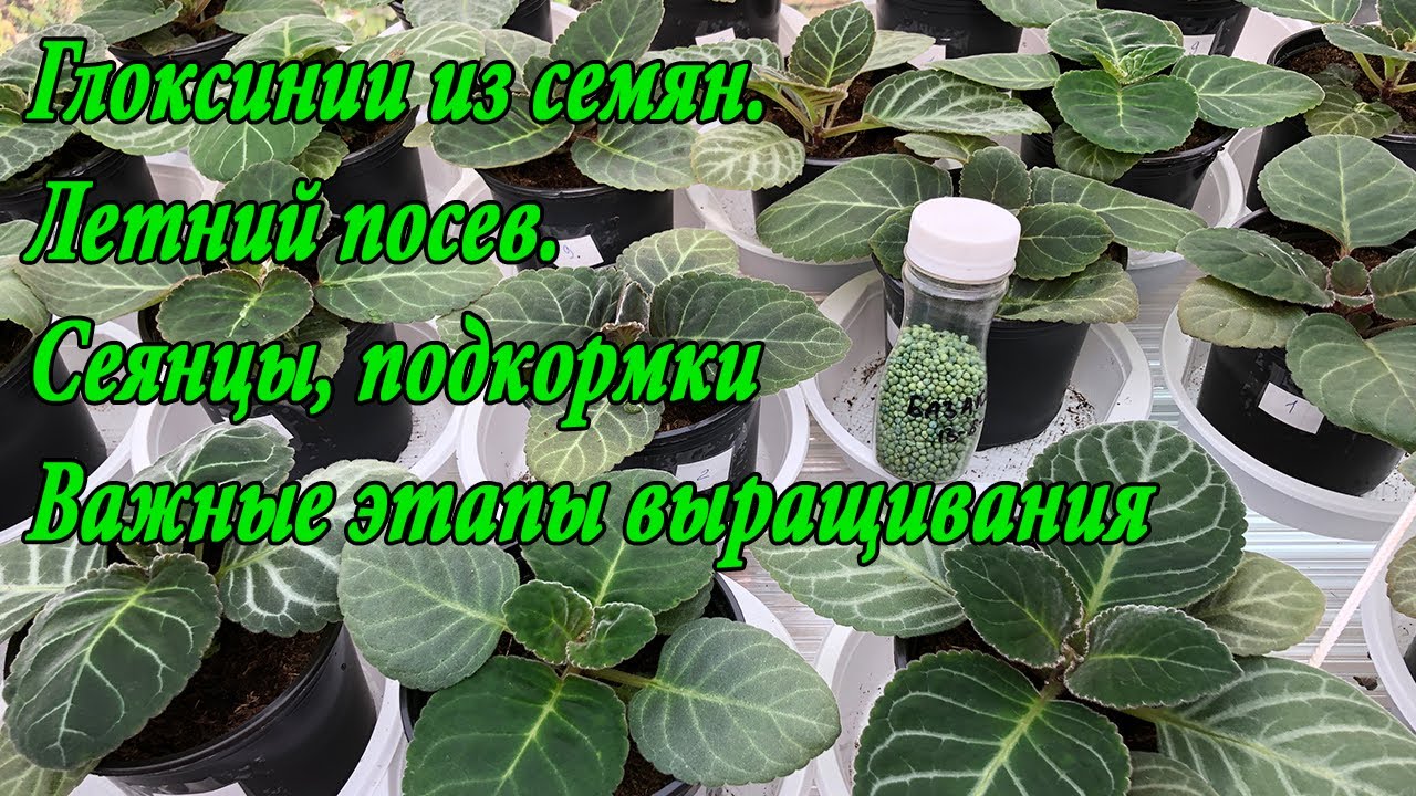 Глоксинии из семян. Летний посев.Темпы роста и промежуточный обзор