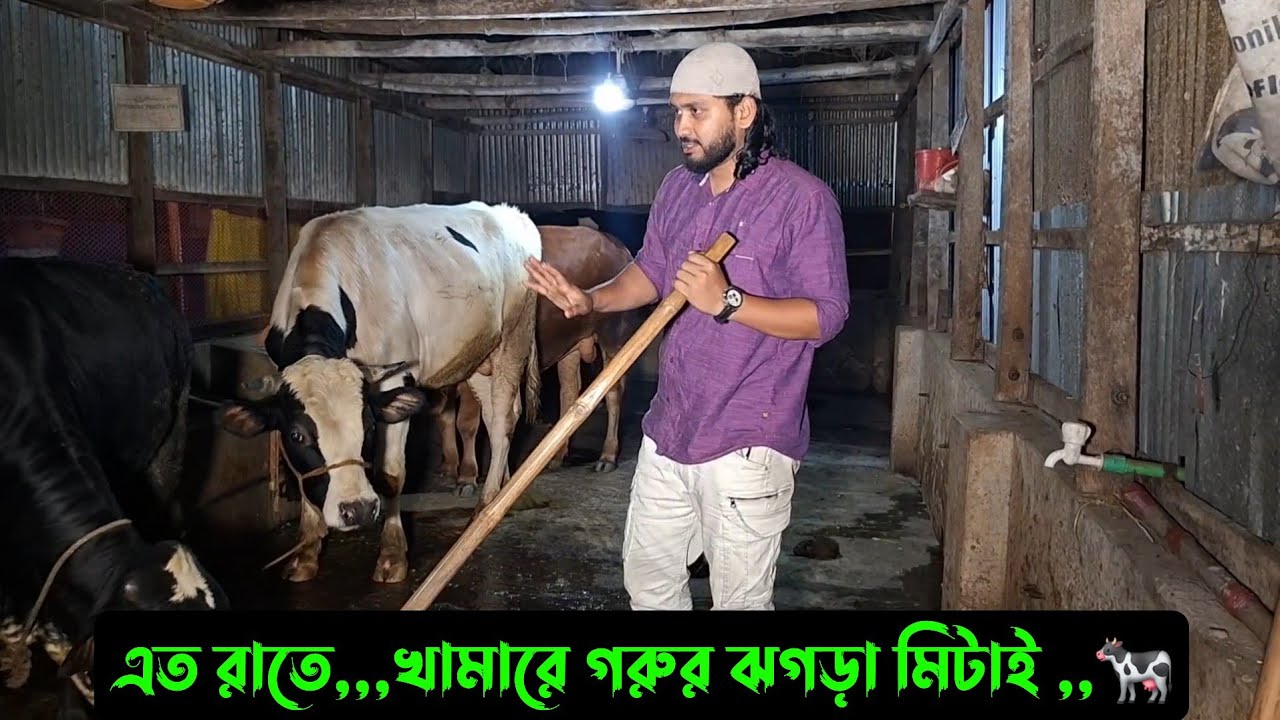 এত রাতে,,খামারে গরুর ঝগড়া মিটাই,,🐄
