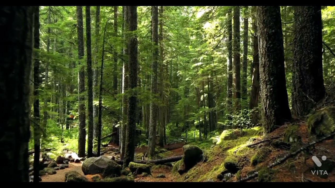 nature is love ❤️❤️❤️ #relexed #love #music #song nature at it's best