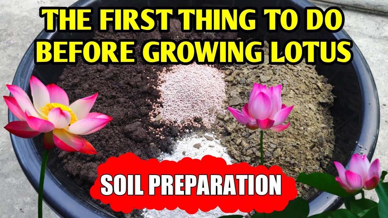 How To Grow Lotus In Pot | Soil Preparation For Lotus Plant (IN HINDI) Water Plants