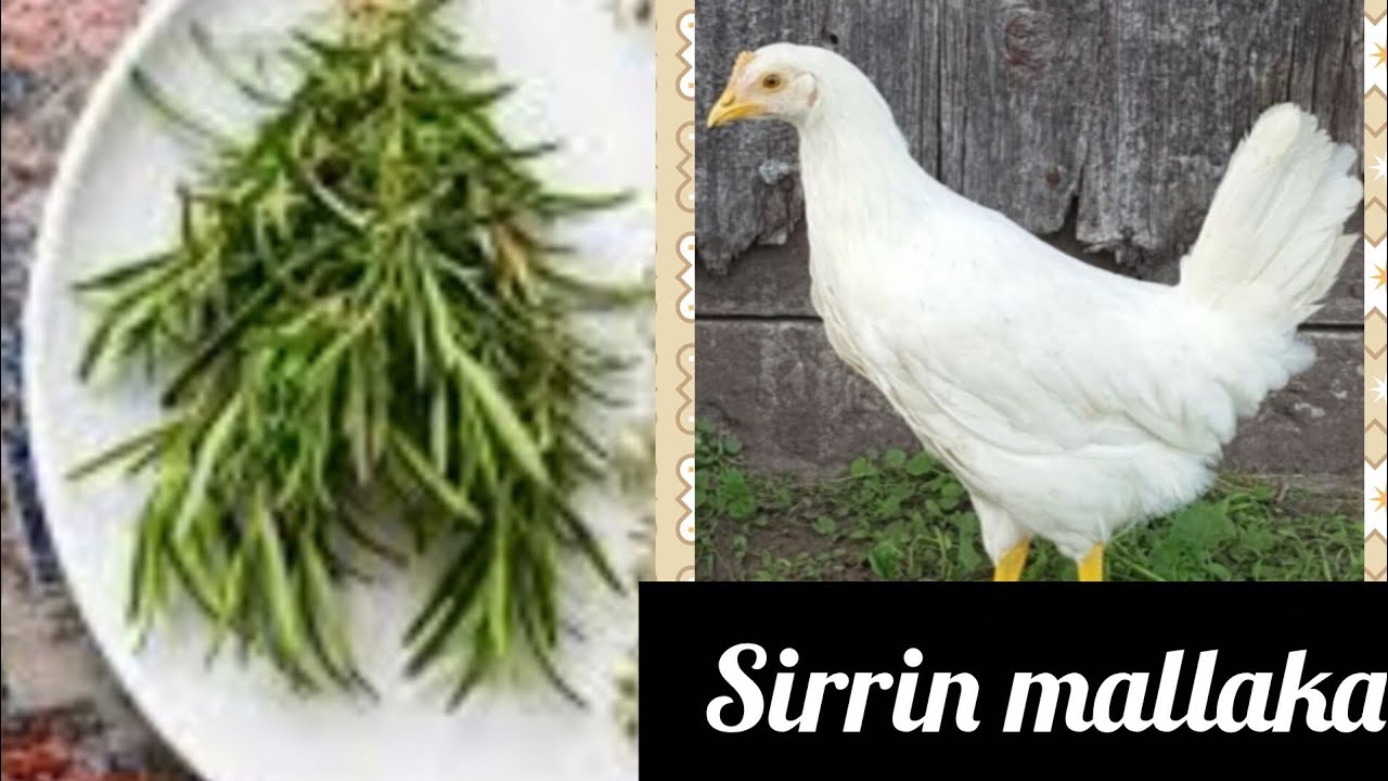 Sirrin mallaka mai ƙarfin gaske cikin yardar Allah 