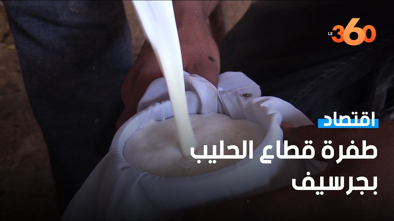 إنتاج الحليب بجرسيف.. قطاع واعد يقاوم التحديات