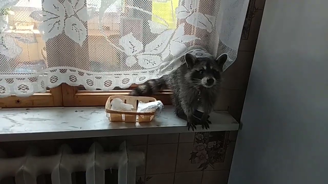 Енот--инспектор МаНяшка на кухне...☀️😸😂
