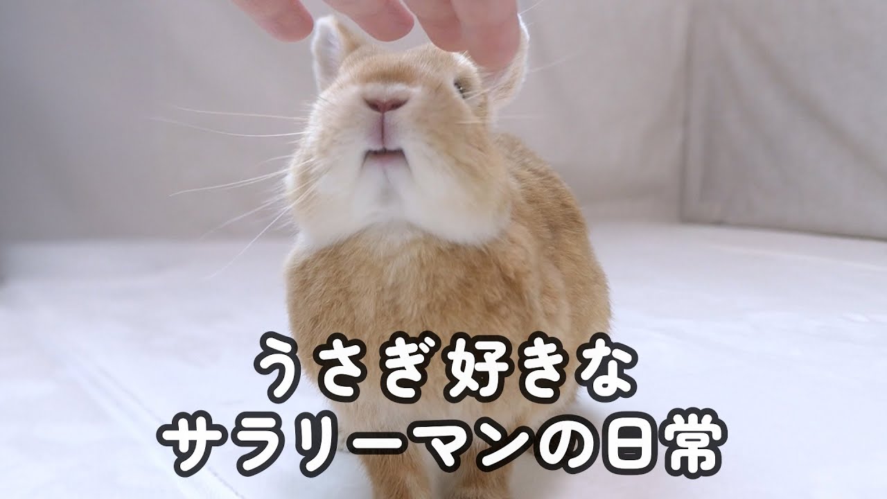 うさぎ好きなサラリーマンの日常