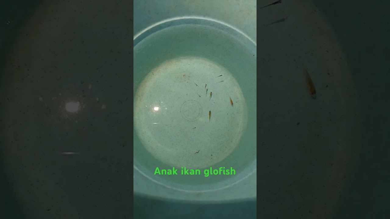 Anak ikan glofish 1.5 minggu #glofish #ikan #fish #burayak #hobby #aquarium