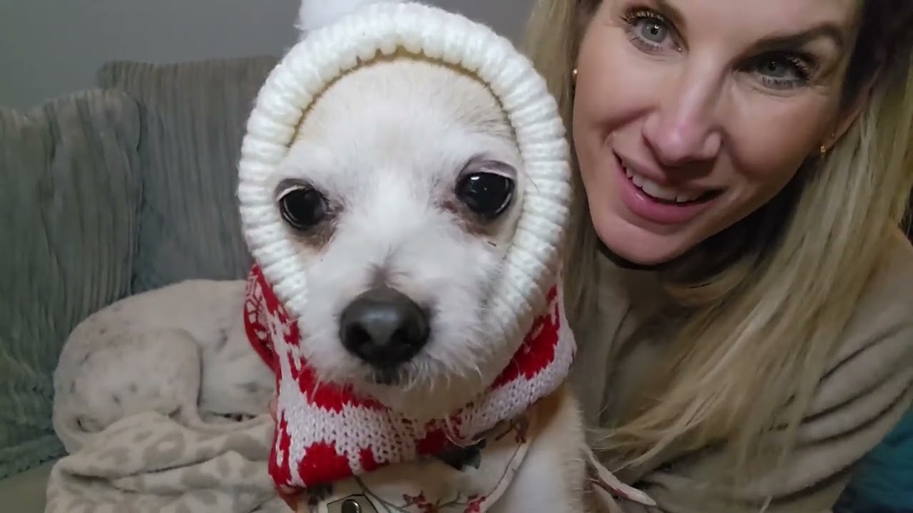 Pawaboo Christmas Dog Hat Review &ndash; The Cutest Holiday Pet Accessory for Dogs!
