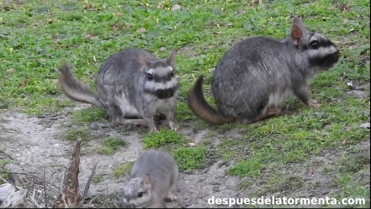 Vizcachas ( Lagostomus maximus )