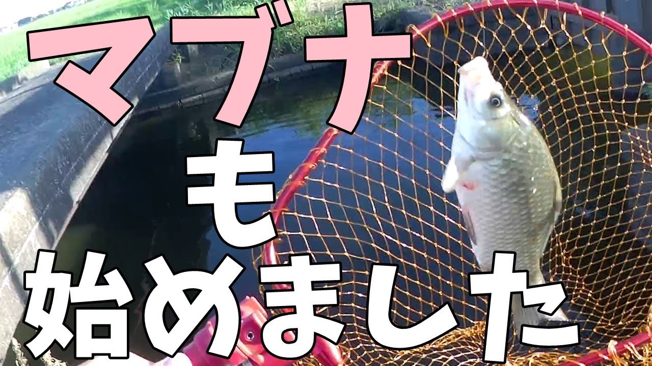 マブナ釣りも始めました　【夏のフナ釣り・コイ釣り】