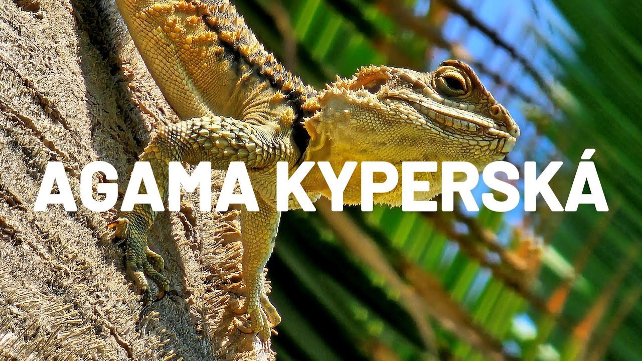 Agama kyperská | Cyprus rock agama