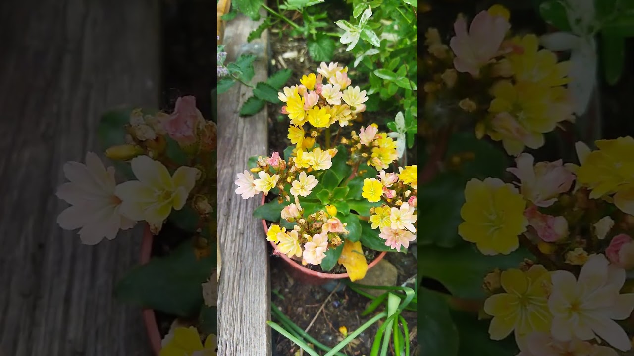 Lewisia - Flowers In My Garden (Kvety v mojej záhrade)💛