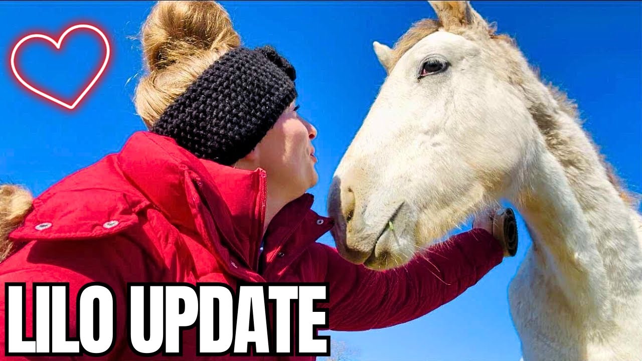 Придерживаюсь ли я плана? Как поживает моя НОВАЯ кобылка?