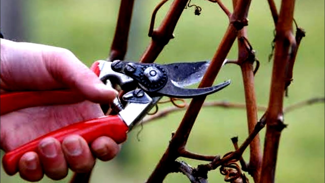 Como podar uva Cultivando no Quintal