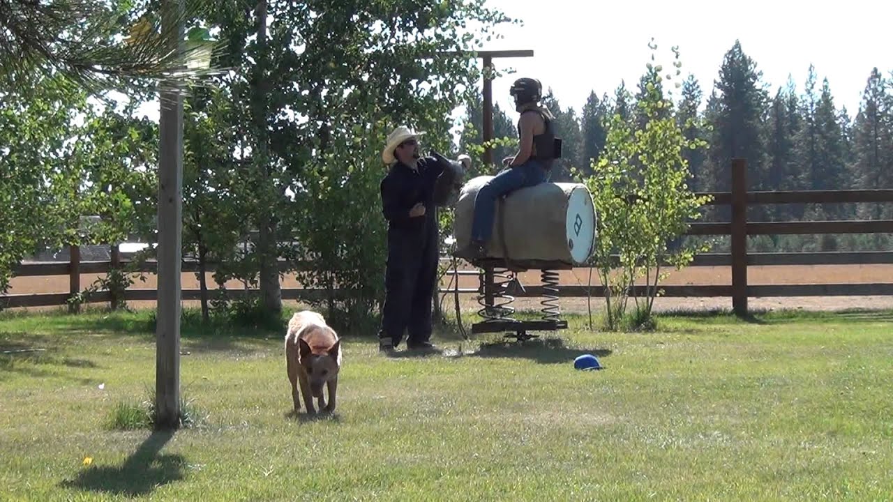 bull riding barrel practice before Cheney Rodeo 9\2011 .....Took 1st place at the rodeo.....