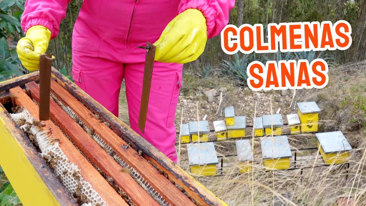 Abejas Saludables usando Tiras de Cartón (Elimina Varroa)
