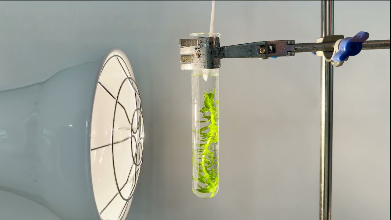 How Does The Amount Of Carbon Dioxide Affect The Rate Of Photosynthesis?