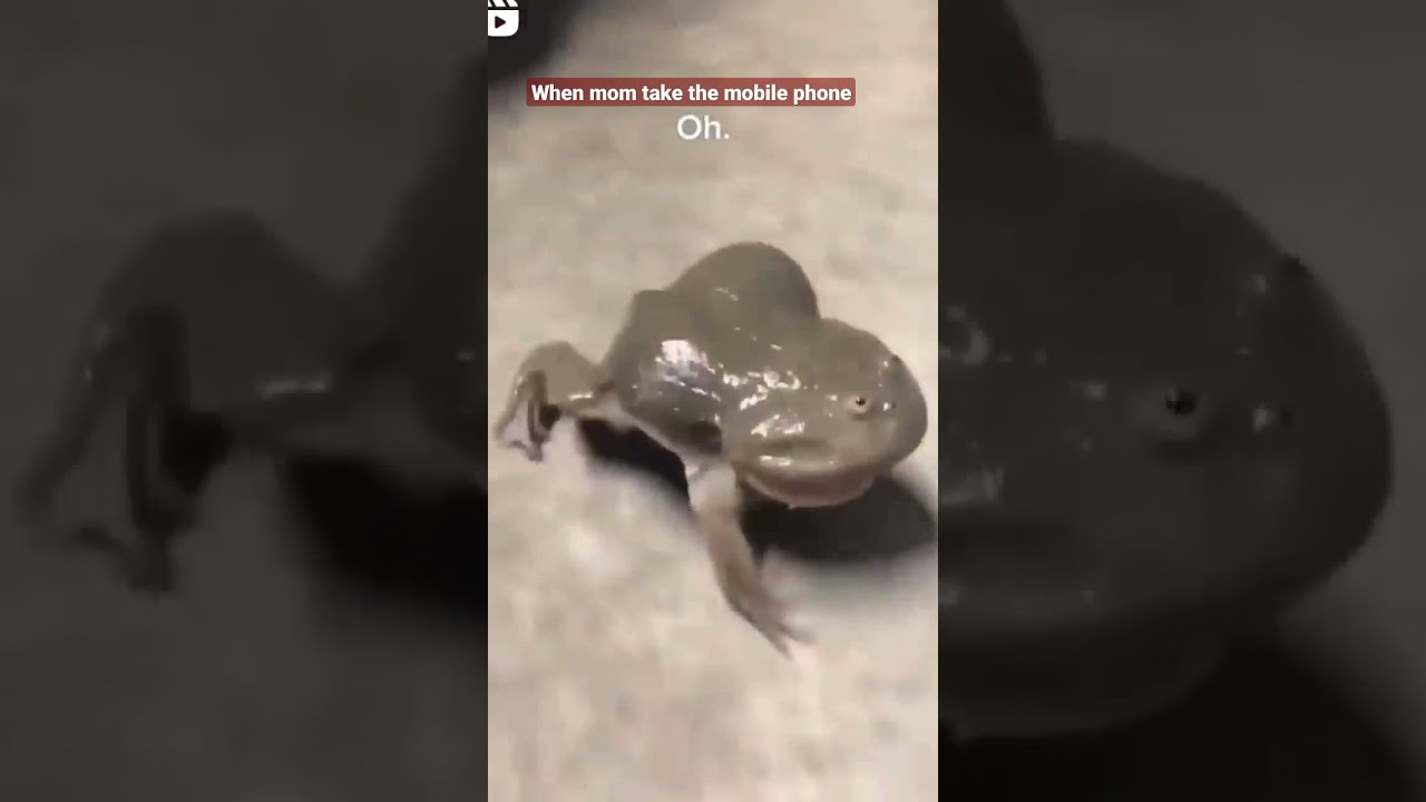 Frog crying like a baby #shorts