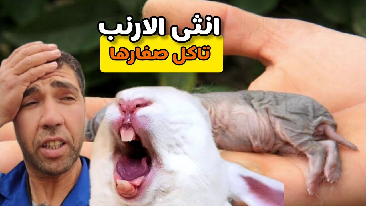 لن تصدق انثى الارنب تاكل صغارها