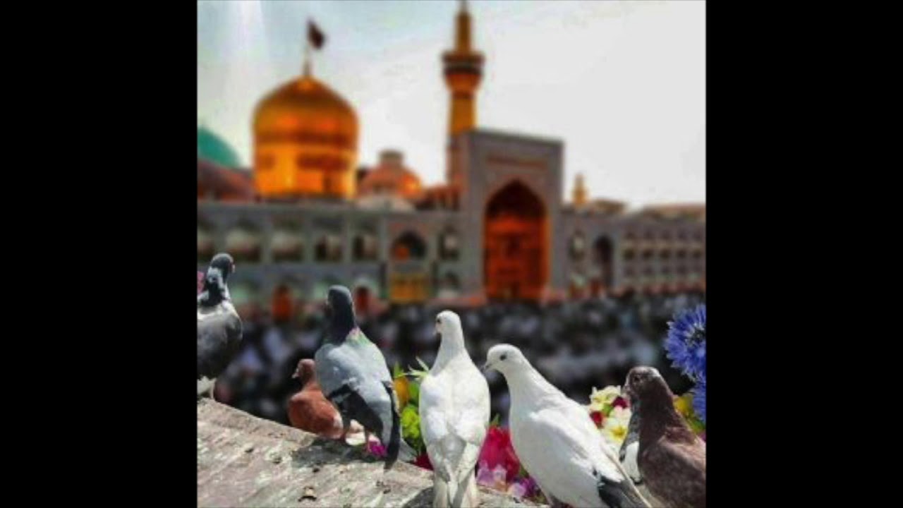 قربون کبوترای حرمت امام رضا (ع) - علی سعیدی